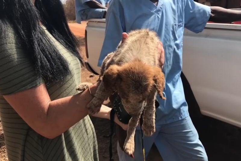 dying puppy rescued in charlesville liberia