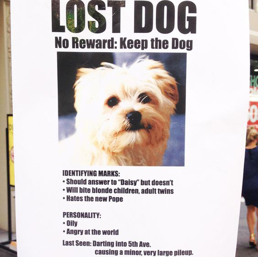 lost bad dog that the owner doesn't want anymore 