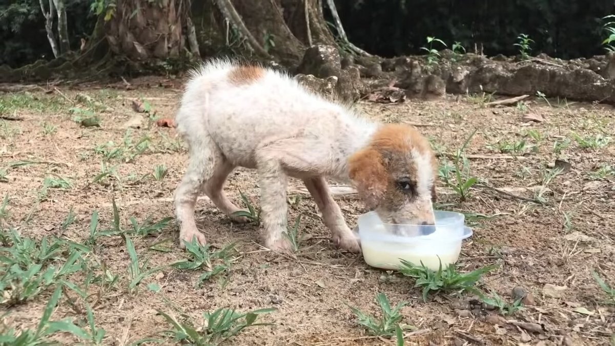 the puppy was starving and began digesting his own muscle.