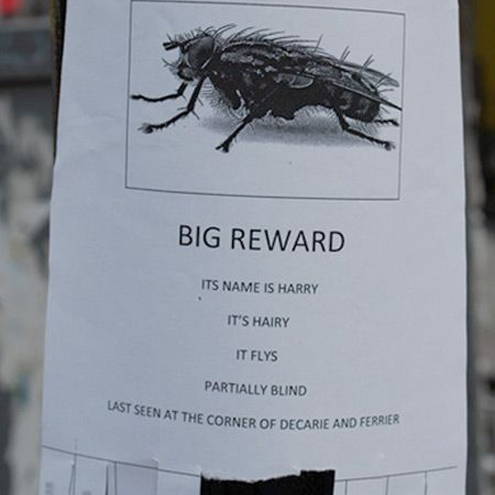 pet fly lost and owner wants it back 
