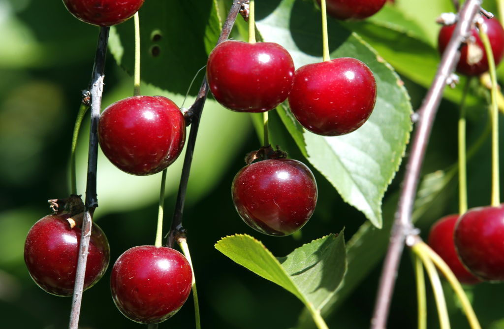 Cherries 