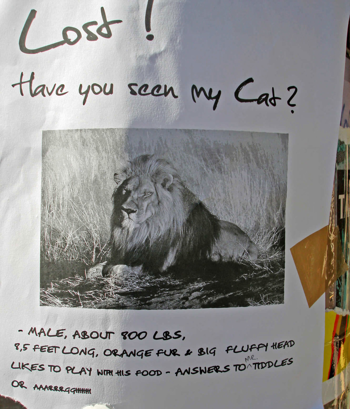 Sign says that lion is lost