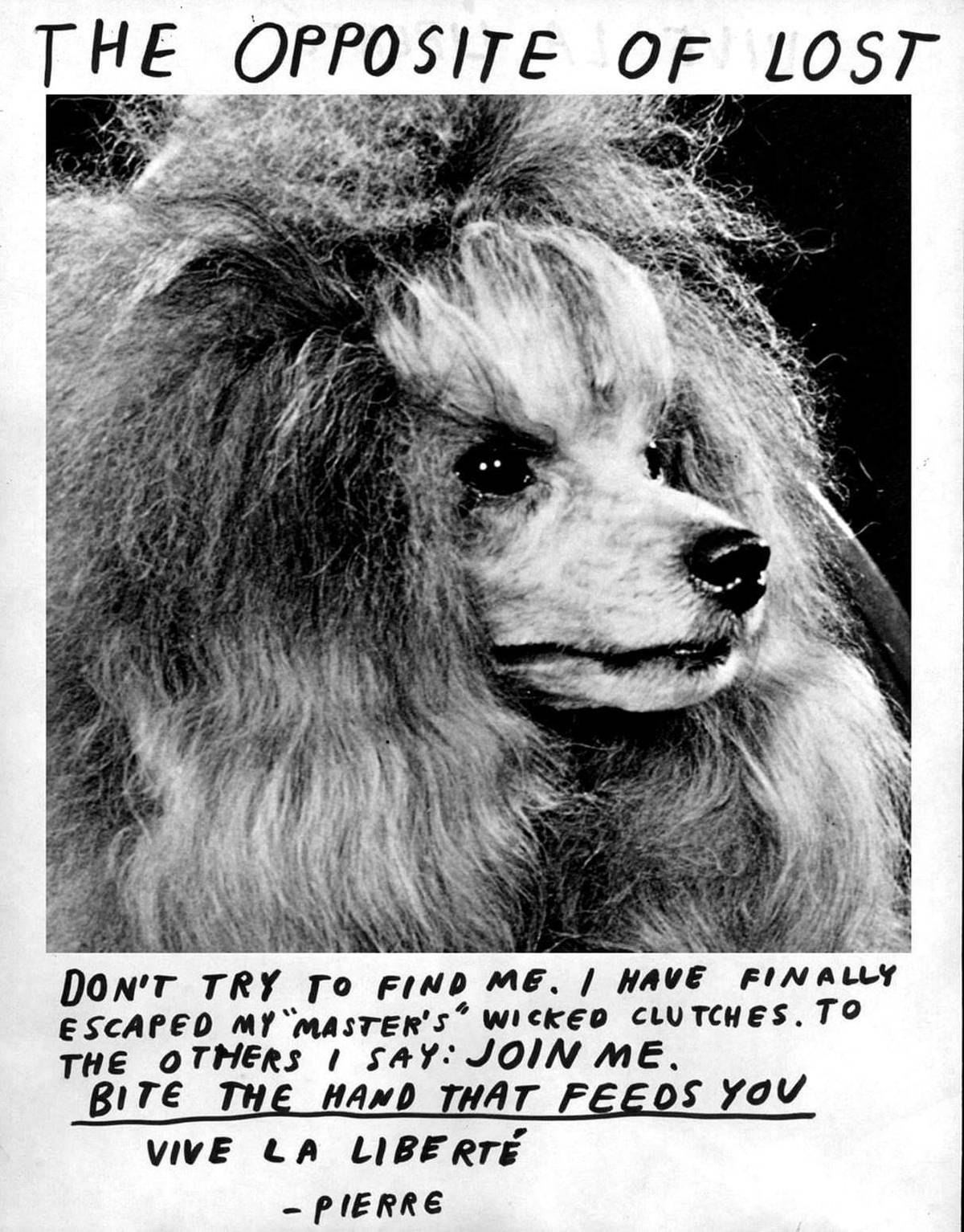 Don't try to find this dog