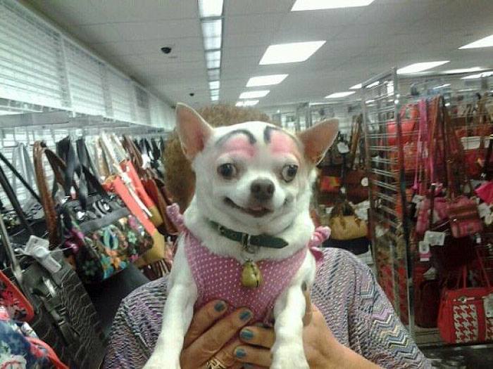 a dog with eyebrows