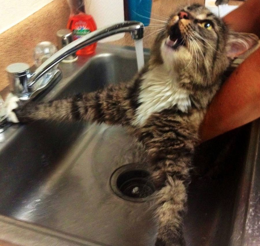 cat getting a bath in the sink and meowing