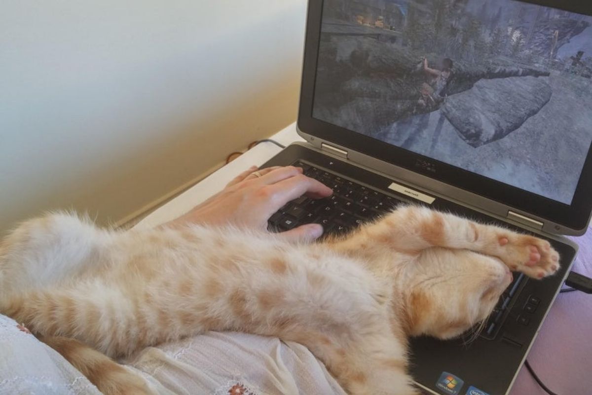 cat laying on back on top of laptop keyboard
