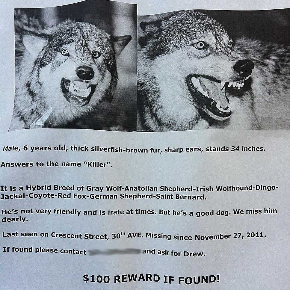 Killer the wolf is missing