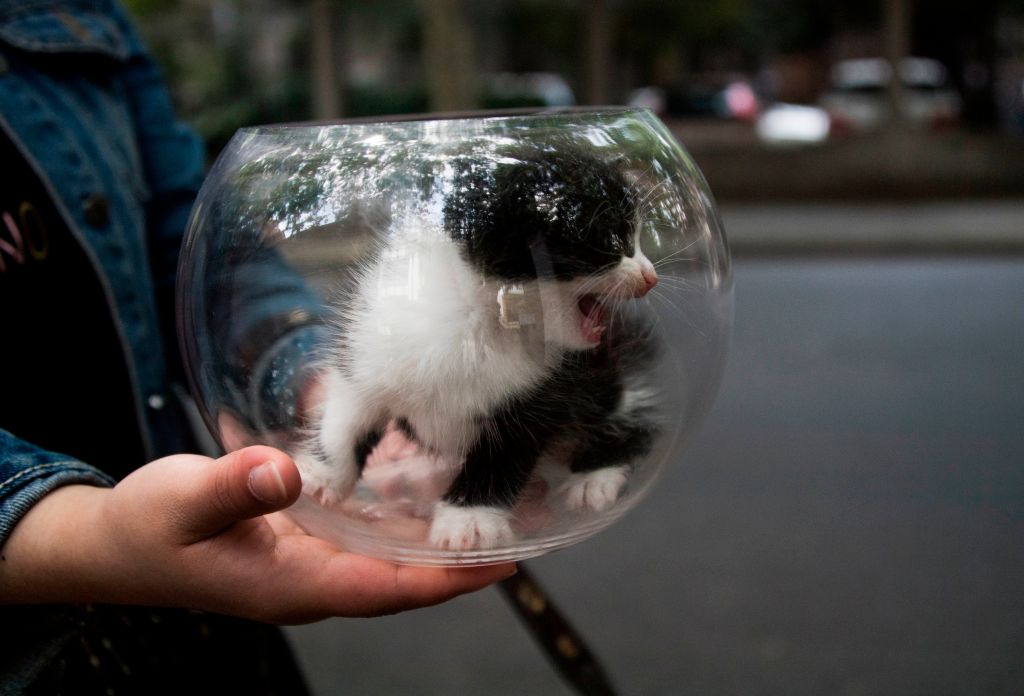 small kitten in bowl