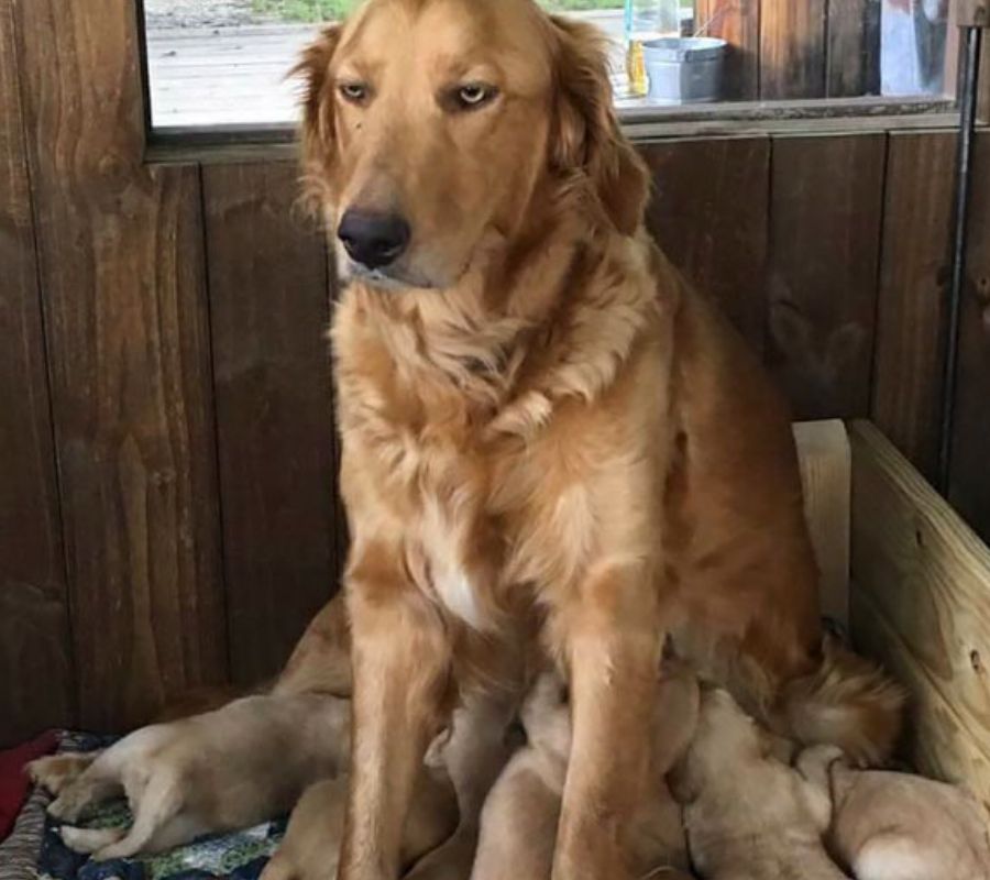 dog nursing her pups tired