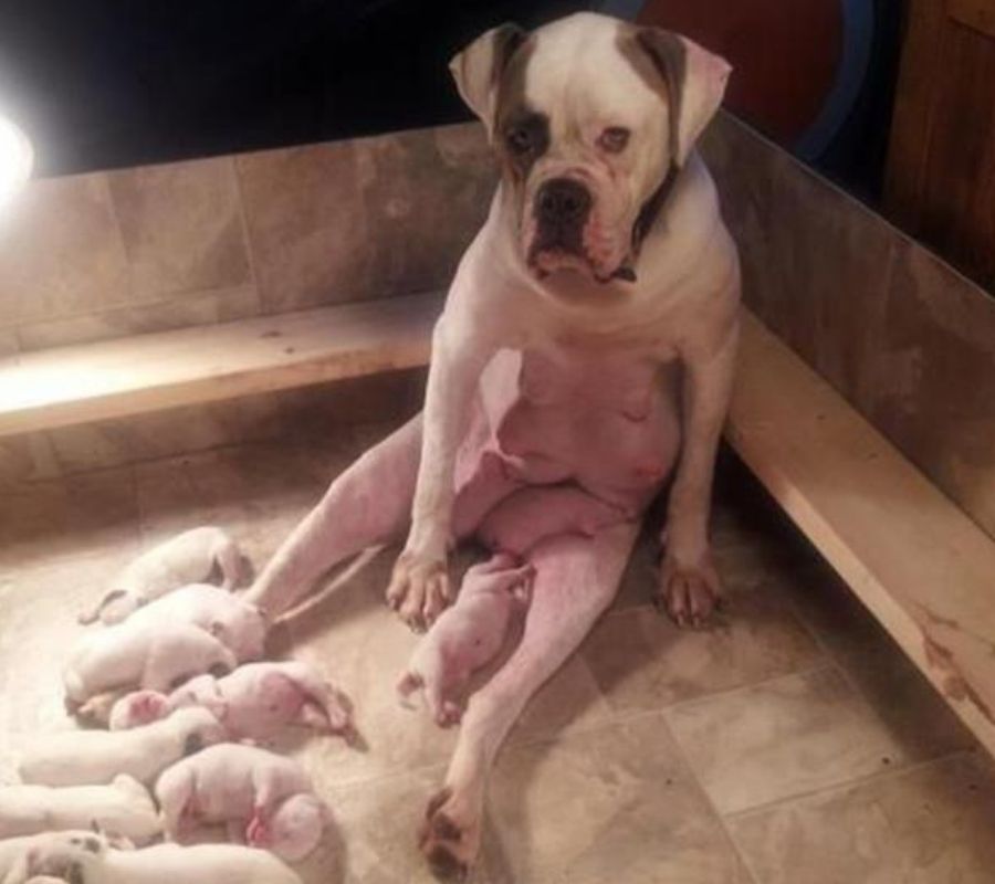 dog mom nursing looking worn out