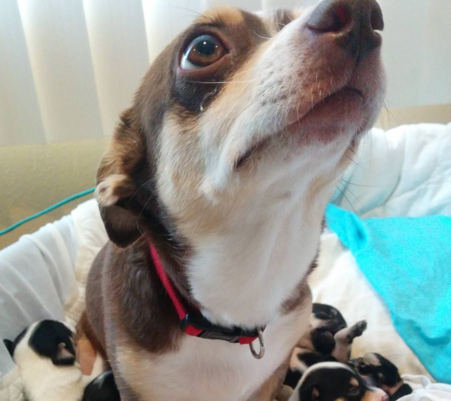 dog laying in bed of puppies looking anxious