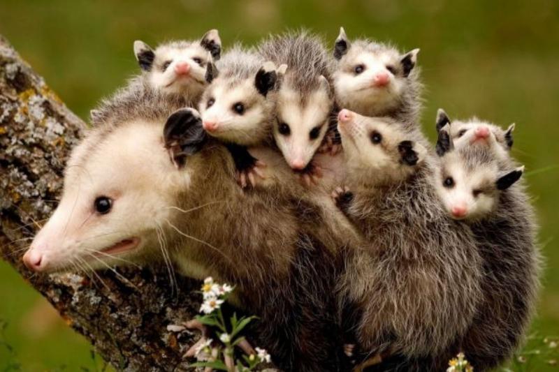 possum with her babies