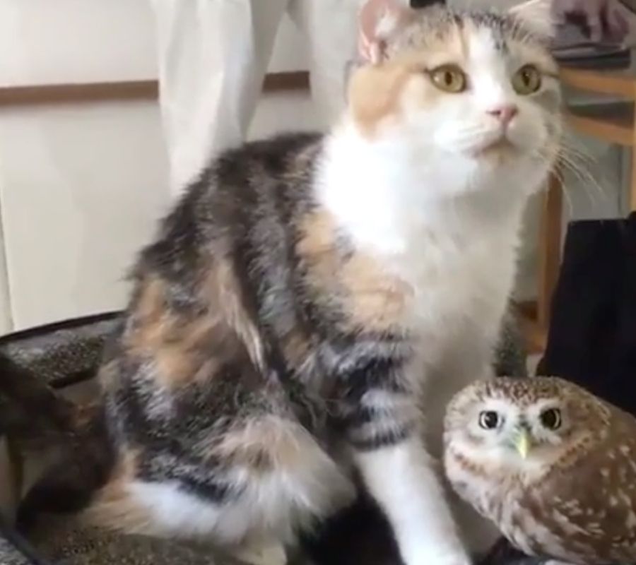 cat licking owl and it's enjoying it