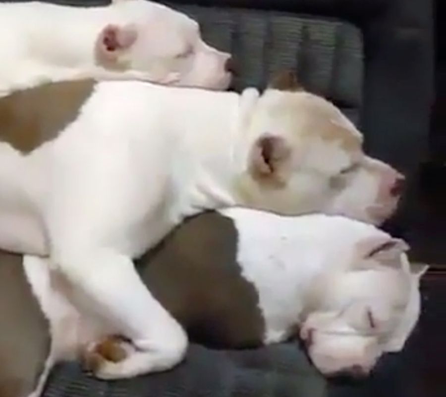 dogs all napping together