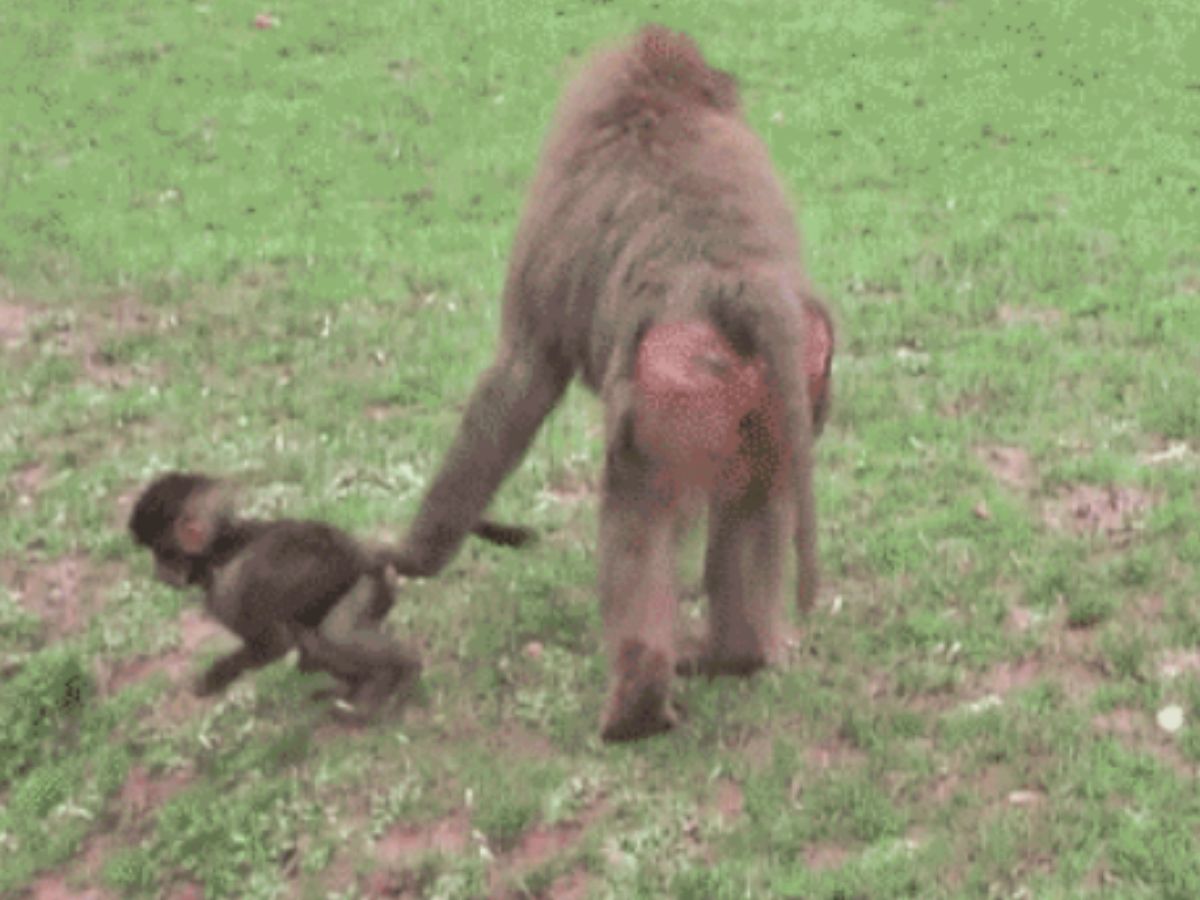 monkeys walking mom pulling son by tail
