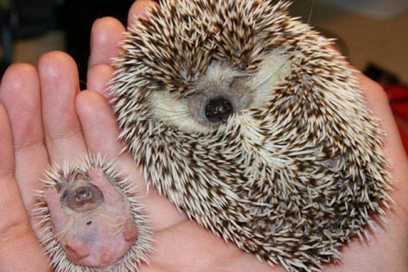 porcupine and baby sleeping