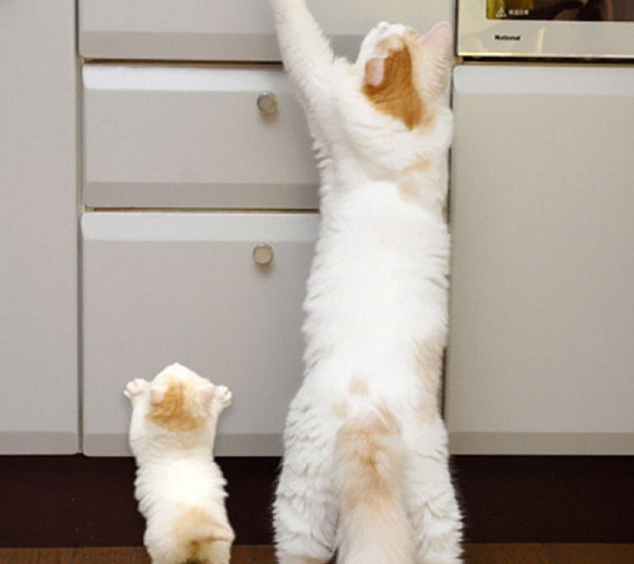 cat and kitten stretching up counter