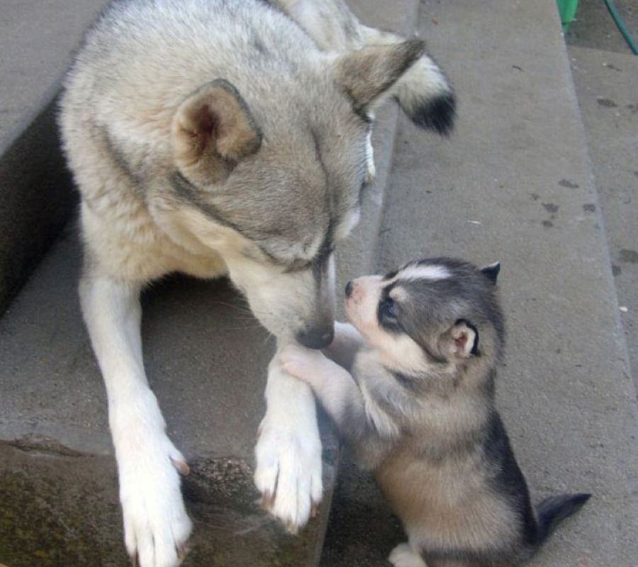 baby dog and husky parent having a tet a tet