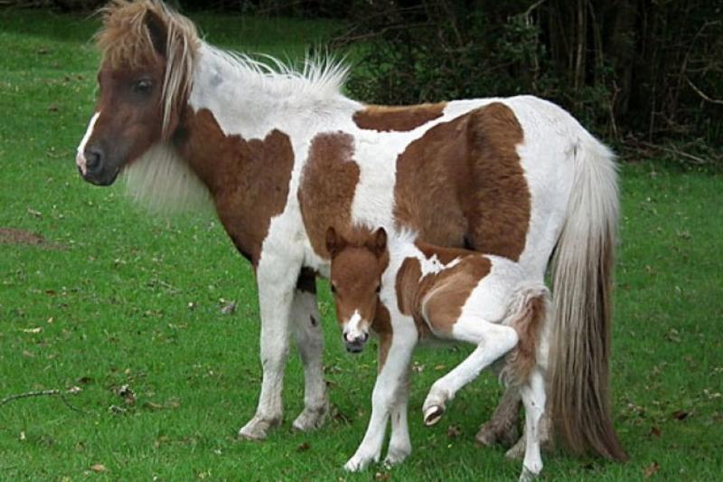 mom pony with baby peeing