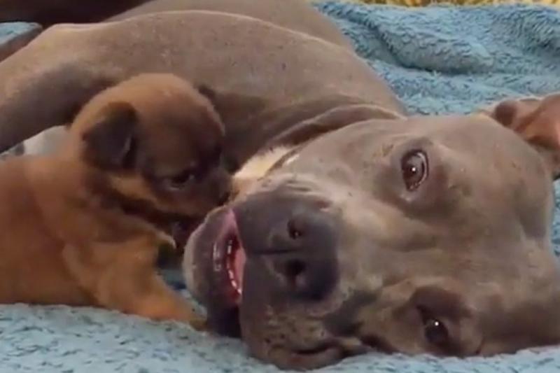 dogs playing with puppy looking truamatized