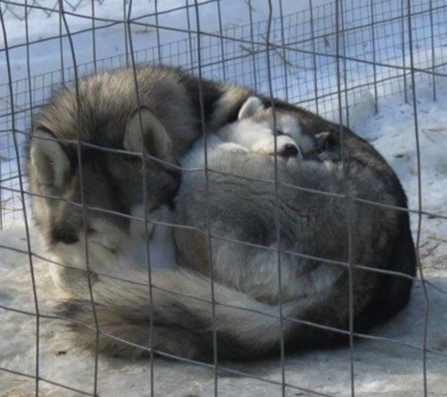 mama wolf and baby cuddle up for warmth in a cinnamon bun