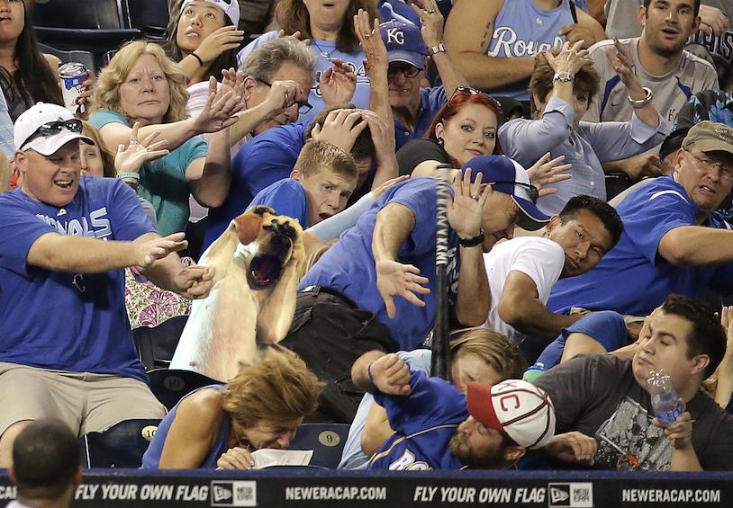 a dog flinching from a bat flip
