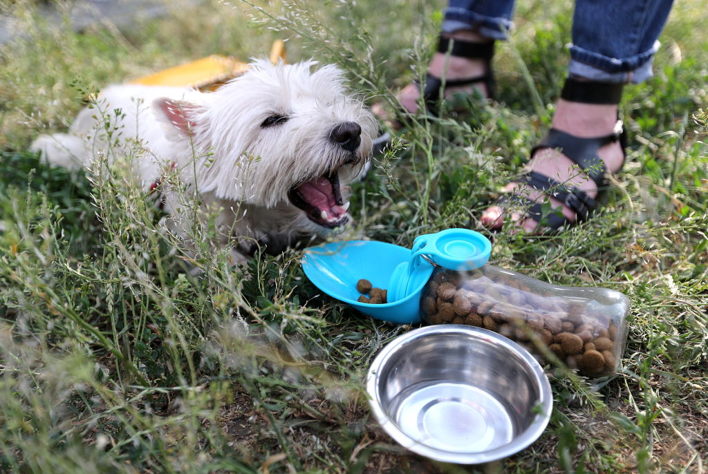 a small white dog eating dog food on the grass