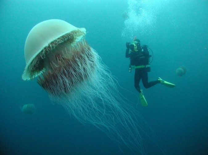 This lion's mane stings