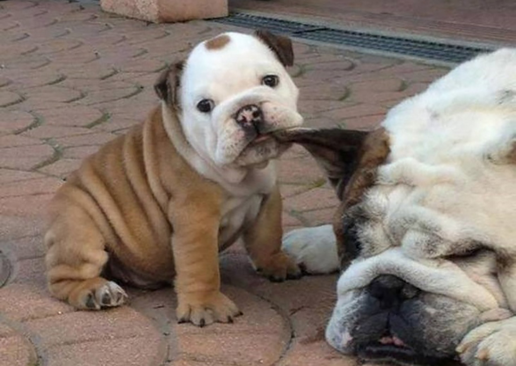 Puppy with ear in its mouth 