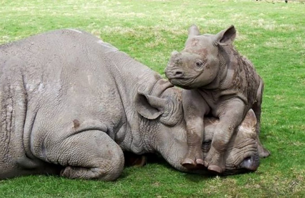 Rhino on its parent's head 
