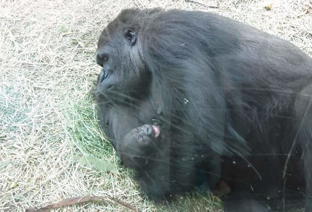 Gorilla holding down their young 