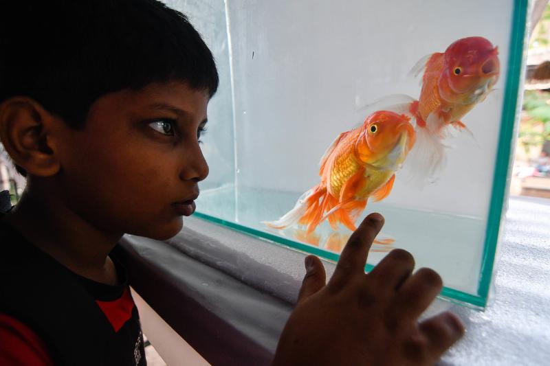 400 rare species of fishes, along with 140 fish tank for display as a part of exhibition at Bhavans Natural and Adventures centre