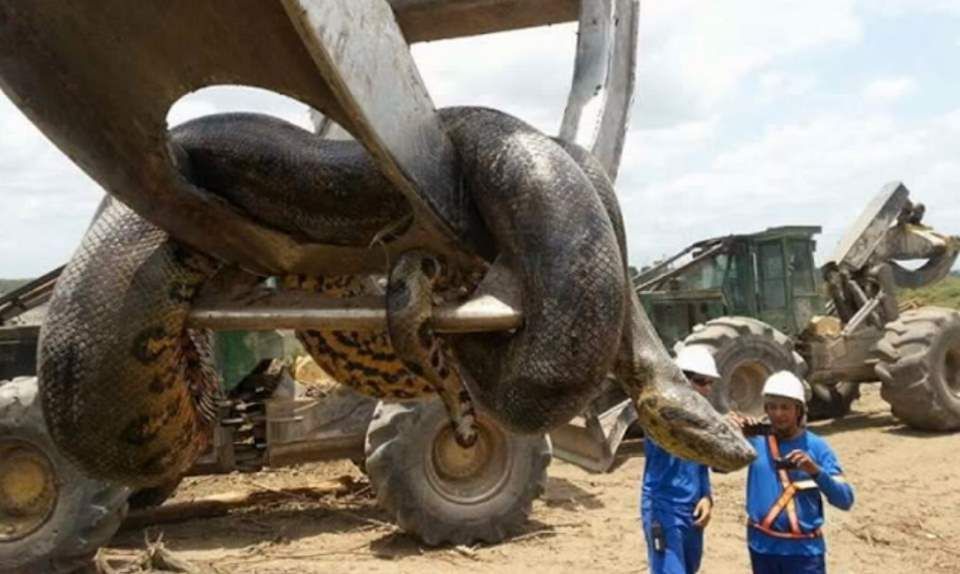 Anaconda don't want none...