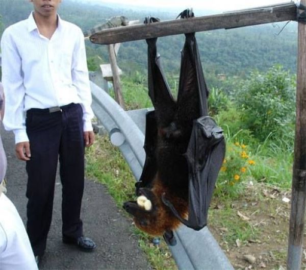 Fox with wings or bat?
