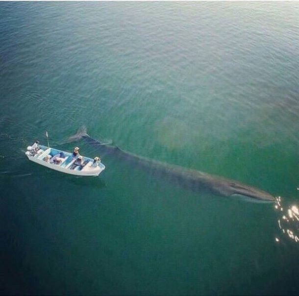 That's a whole lot of nope