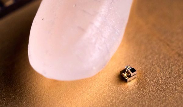 Who knew something could be dwarfed by a grain of rice