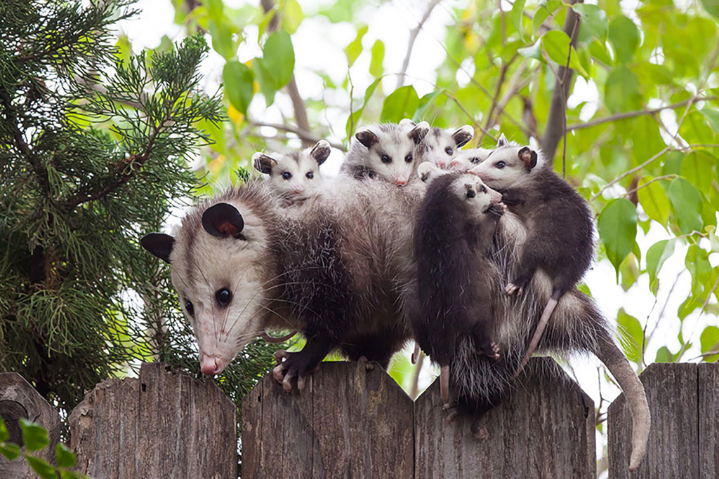 Opossum on gate with babies 