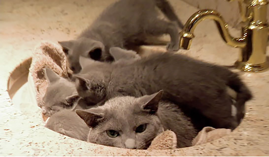 Cat and kittens in sink 