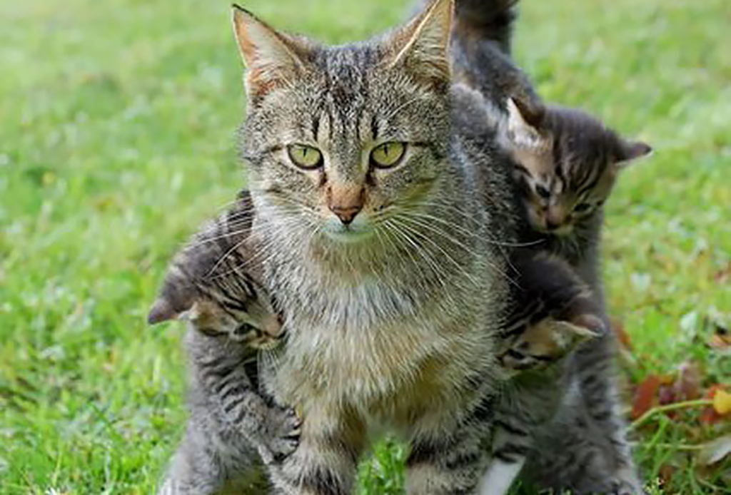 Kittens holding onto their mom 