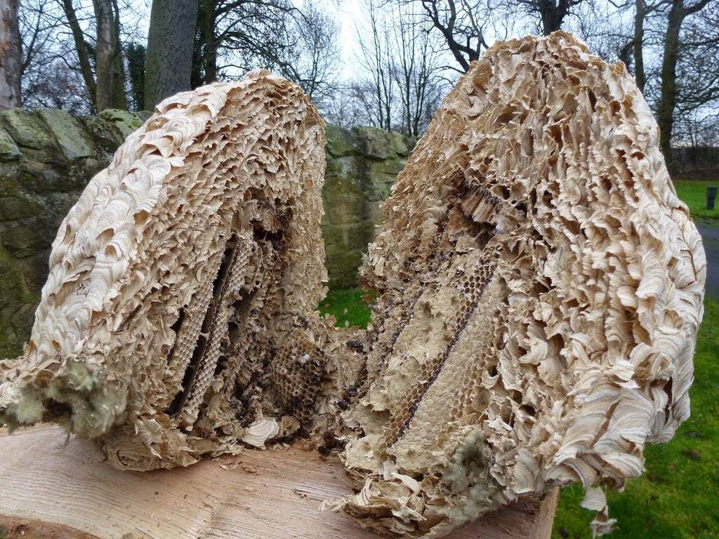 massive wasp nest cut in half