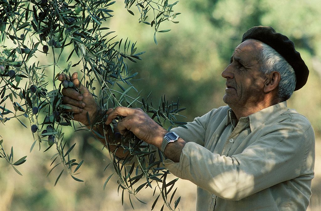 Man at an olive tree