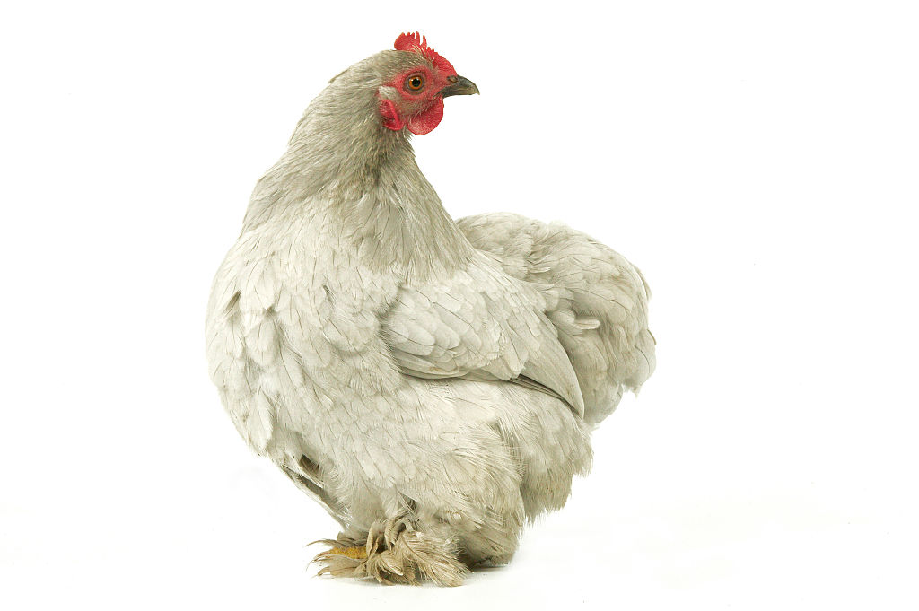 Hen against a white backdrop