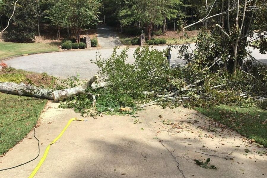 tree in the driveway