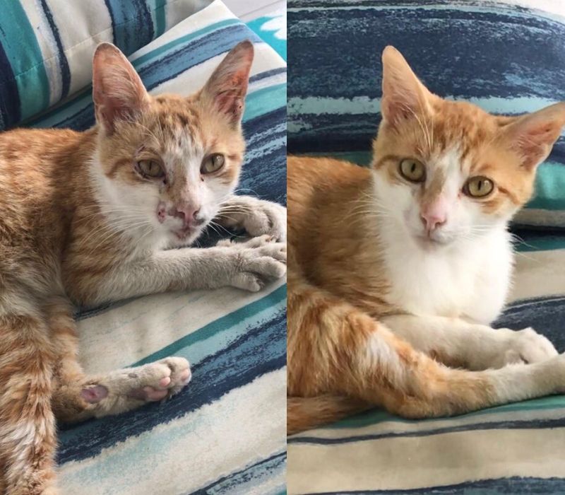 cat looking happy and healthy after one month of adoption