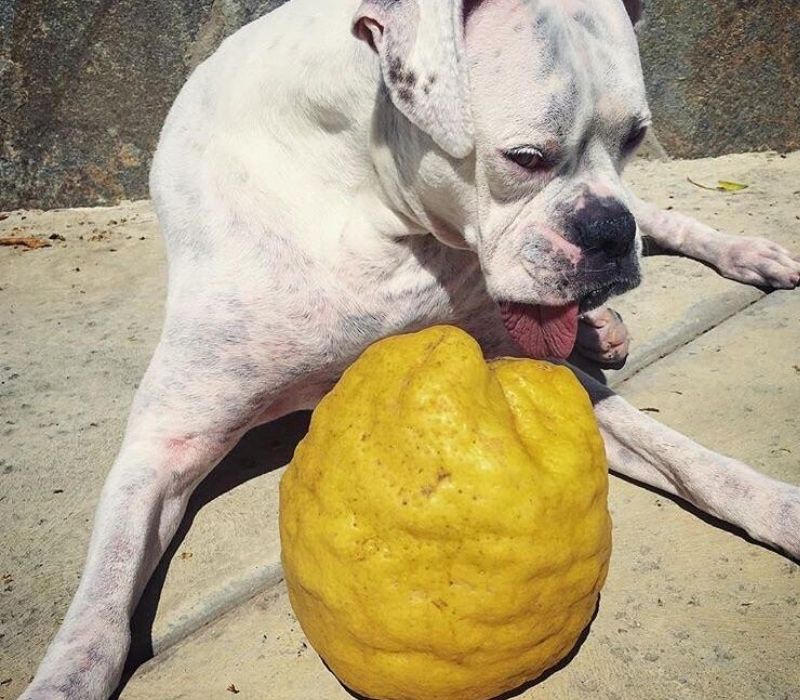 dog with a big lemon