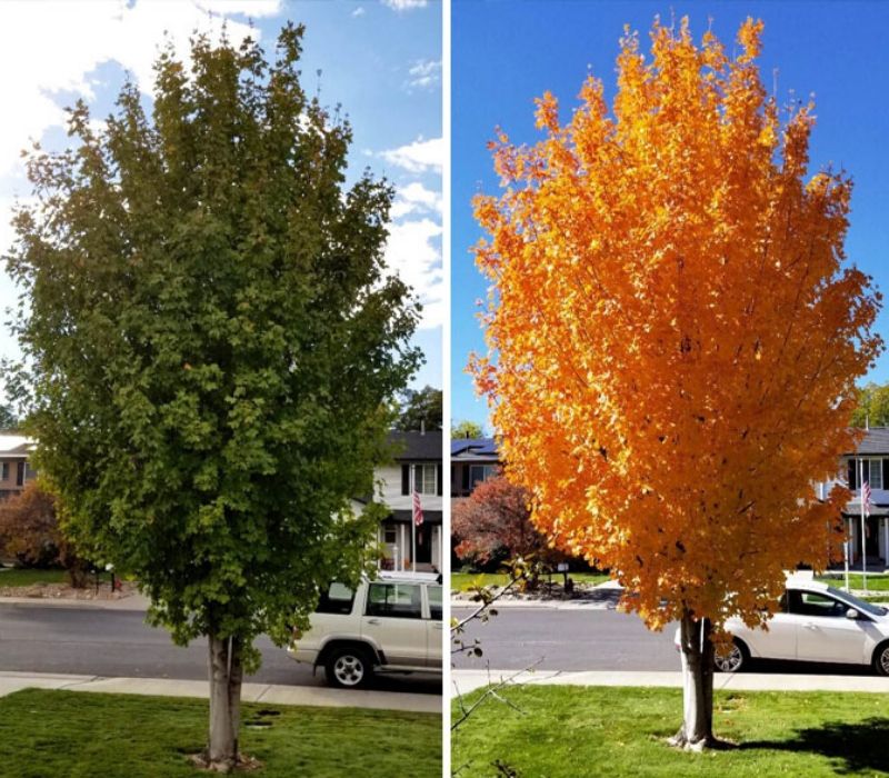 tree changing color in the seasons