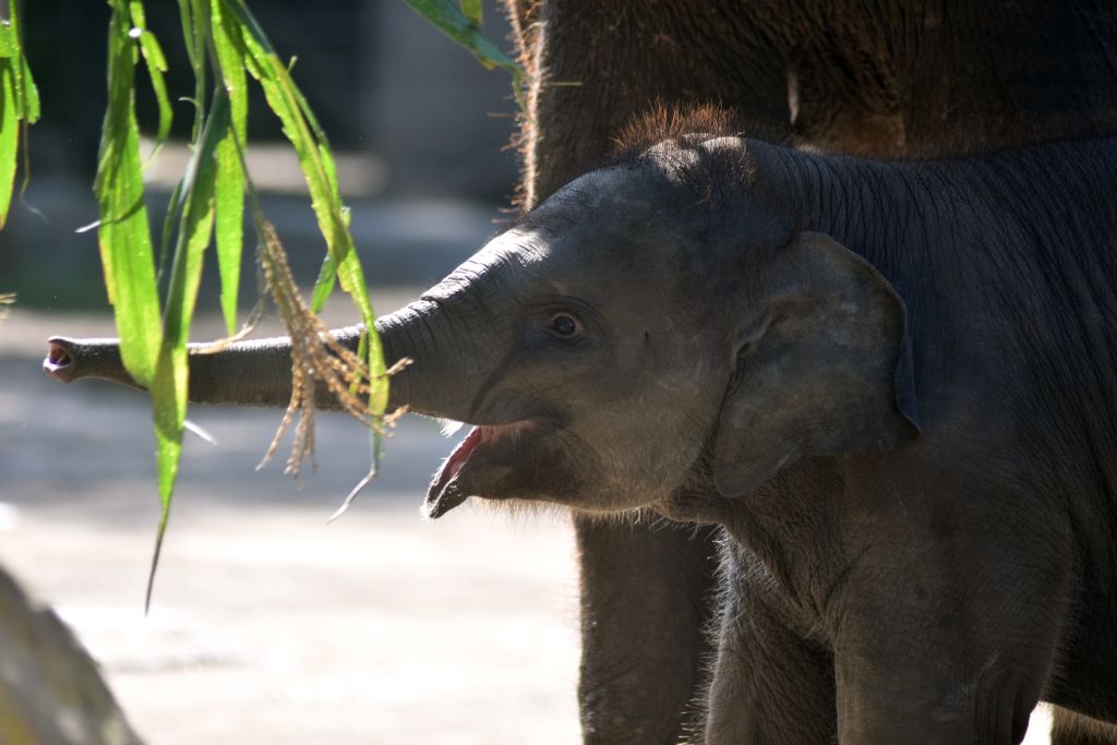 baby elephant