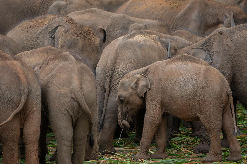 elephant herd feeding