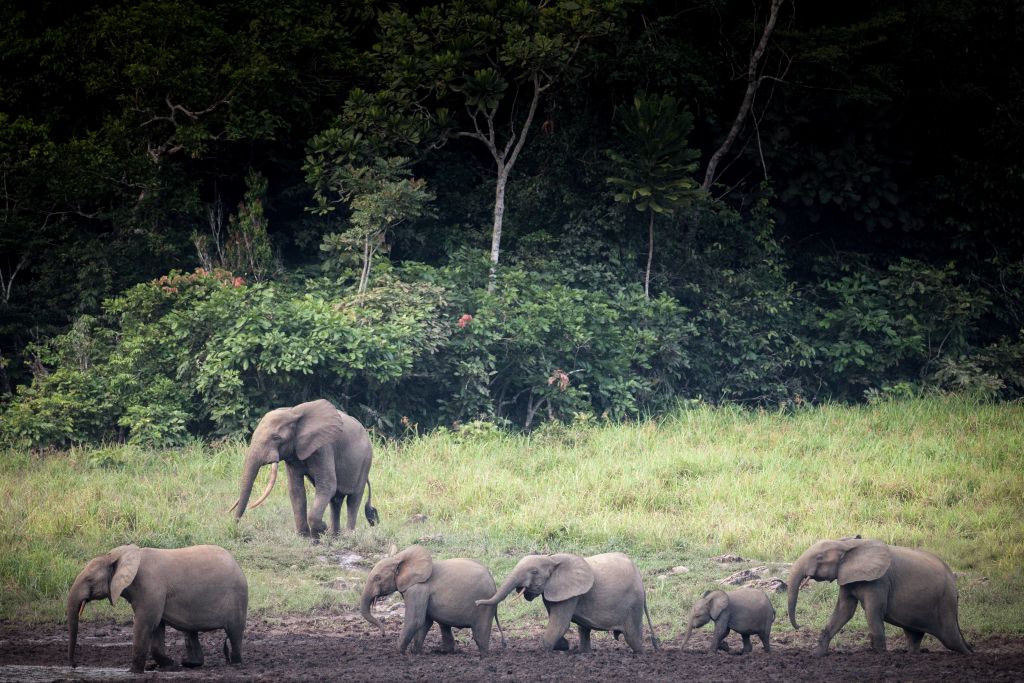 Forest elephants 