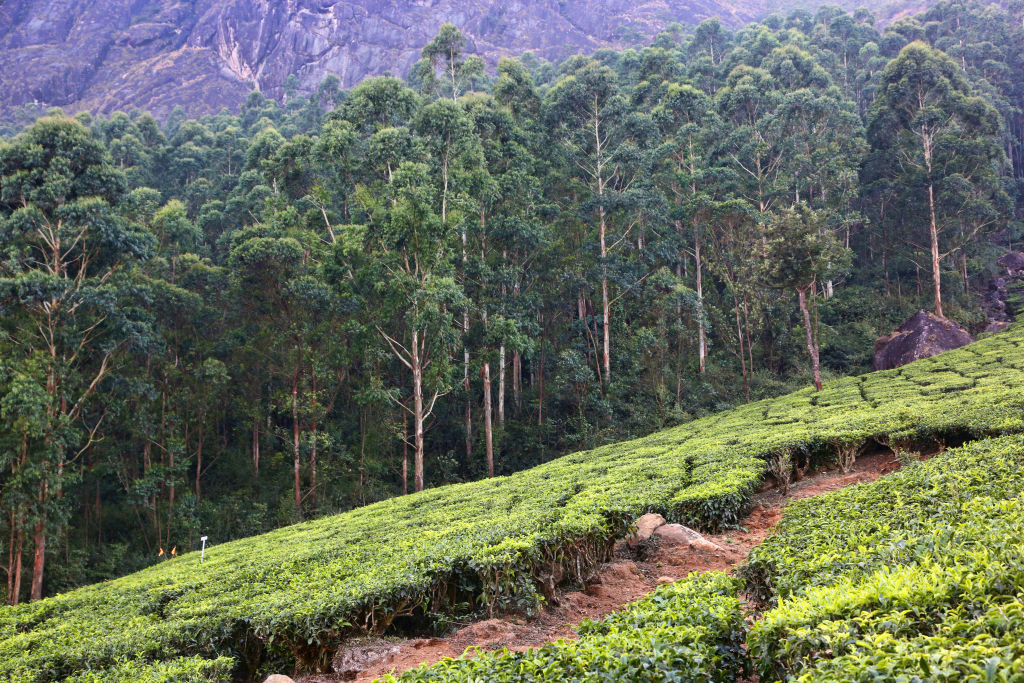 Tea plants seen growing along the hills of the Lockhart Tea Estate in India.